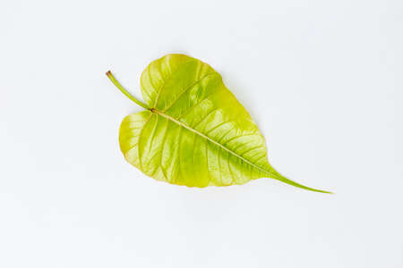 Young green Boh leaf isolate on white background