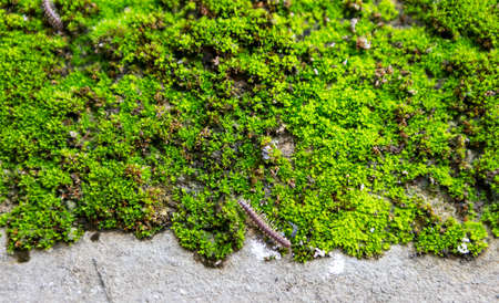 Blurred green moss growing on cement wall background, outdoor day light, small animal living with...