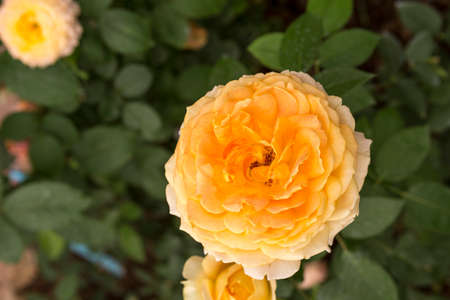 Rose flower over blurred garden background, nature concept, spring or summer season garden