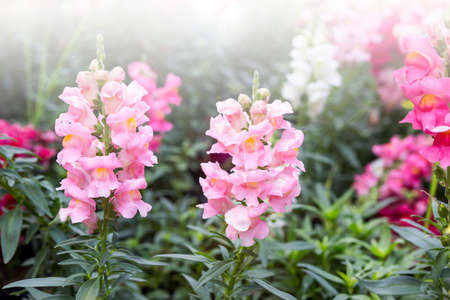 Beautiful pink flower in the park in North Thailand, nature concept background, outdoor day lightの写真素材