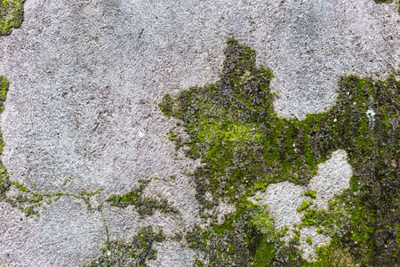 Abstract old cement wall background, algea growing on the wall, outdoor day lightの写真素材