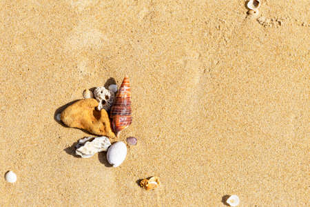 Seashell and dead coral reef on sand beach, environmental and nature concept background, summer...