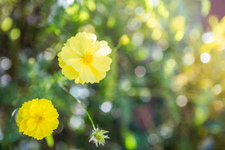 Yellow cosmos flower garden with morning outdoor day light, nature concept background, spring or summer seasonの写真素材