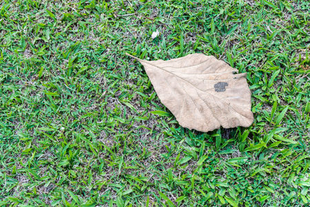 Dry leaf on green lawn, nature concept backgroun, spring season, outdoor day lightの写真素材