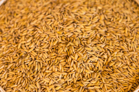 Closeup paddy seed rice background, organic rice in north of Thailand, organic foodの写真素材