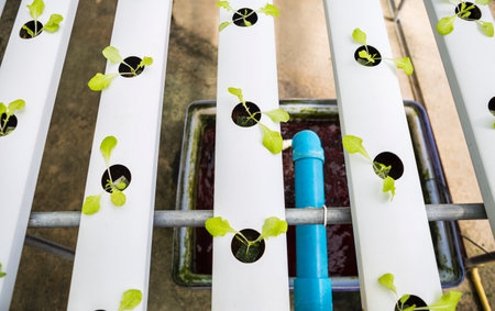 Hydroponics vegetable farming, young lettuce plant growing in water
