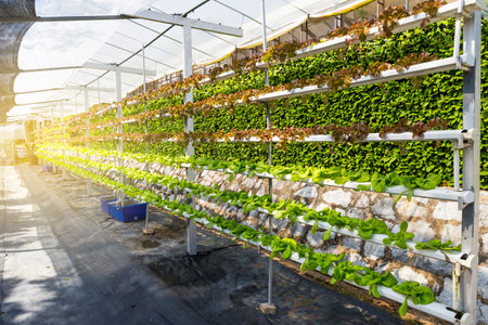 Hydroponics vegetable farming in Thailand, young lettuce palnt growing in organic farm, new...