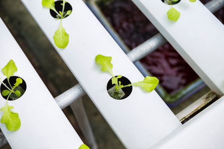 Young green lettuce plant growing in water, hydroponics vegetable farming, new agriculture technicの写真素材