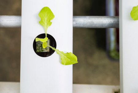 Young lettuce plant growing in hydroponics rail, new agriculture technology, vegetable farmingの写真素材