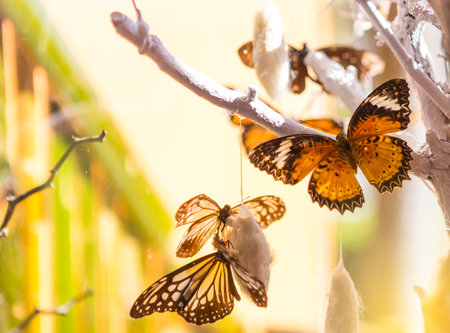 Butterfly on the dry branch over blurred background, outdoor day lightの写真素材