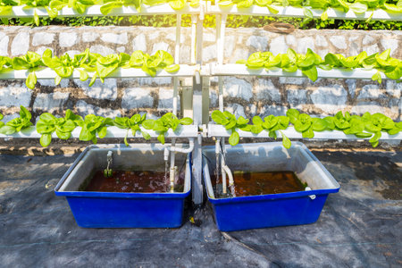 Farming Hydroponic system, organic vegetable farming in Thailand, young lettuce gardenの写真素材