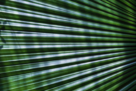 Abstract green palm leaf background, leaf texture under the shade, green leaf patternの写真素材