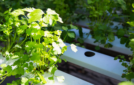 Celery plant farming  with hydroponic system, organic vegetable farming in Thailand