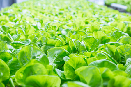 Green lettuce garden background, organic vegetable farming, agriculture industry conceptの写真素材