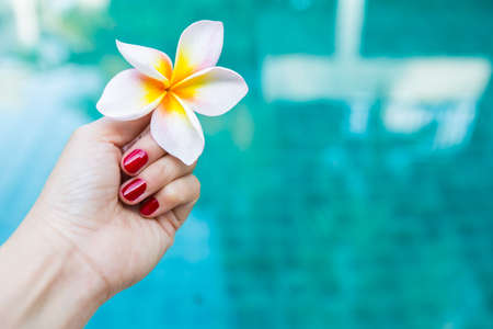 Girl hand holding Plumeria flower over blurred blue swimming pool water background, nail salon business background idea, holiday and vacation timeの写真素材