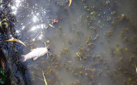 Dead catfish floating on the river in Thailand, water plant growing in the river, environmental concept, water pollutionの写真素材