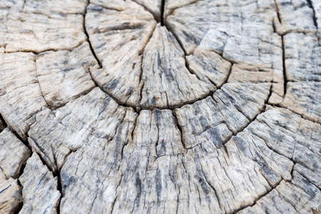 Clsoeup wood texture backgorund, natural old wood log pattern background, outdoor day lightの写真素材