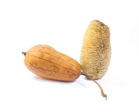 Dried gourd luffa fruit and natural scrubber isolate on white background, natural productの写真素材
