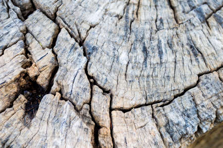Old dead tree trunk background, nature concept, wood texture backgroundの写真素材