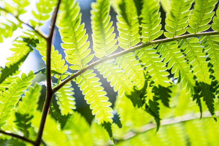 Fern leaves with morning day light, nature backgroundの写真素材