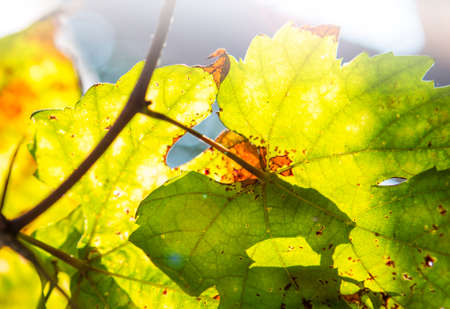 Closeup fresh grape leaves over bright morning light background, nature and season concept...