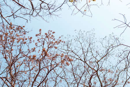 Different kind of dry branches tree over clear sky, summer and dry season, nature concept backgroundの写真素材