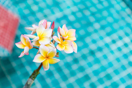 Plumeria flower over blurred blue swimming pool tile background, tropical background, spa and wellness backgroundの写真素材