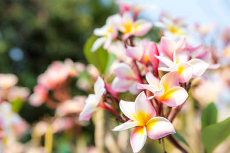 Plumeria flower over blurred background with vintage morning warm light, spring season concept,...