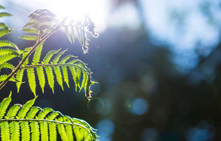 Fearn plant with morning day light, nature concept background, environmental background, outdoor day lightの写真素材