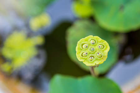 Young Lotus seed pod over blurred nature background, nature concept background, outdoor day light, tropical garden, spring seasonの写真素材