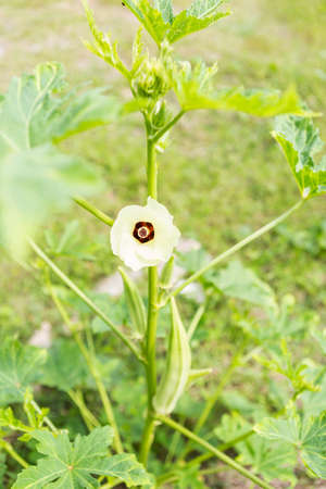 Okra flower with young fruit, agriculture and nature concept, organic vegetableの写真素材