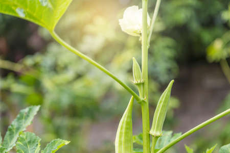 Young Okra fruit over blurred garden background, organic agriculture, outdoor day lightの写真素材