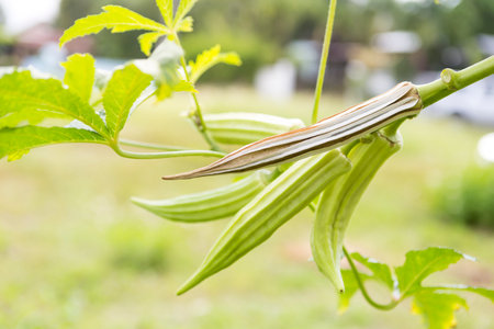 Closeup green and dry Okra fruit over blurred garden background, organic agriculture, outdoor day lightの写真素材