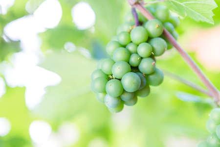 Young Pinot Noir grape growing in North of Thailand, wine grape, organic fruit farming, selective focusの写真素材