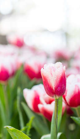 Pink tulip flower garden bckground, spring season concept, outdoor day lightの写真素材