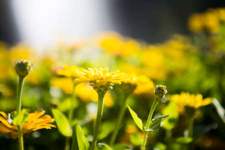 Blurred yellow flower garden with morning light background, spring and summer season, nature...