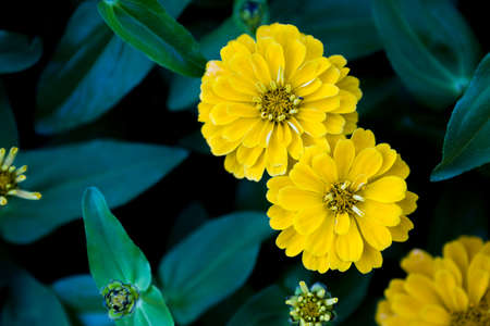 Yellow Zinnia flower with dark garden background, spring season, nature backgroundの写真素材