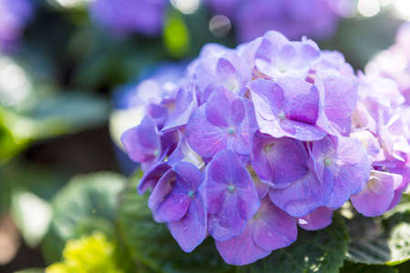 Closeup fresh purple Hydrangea flower over blurred background, morning day light, nature background,...