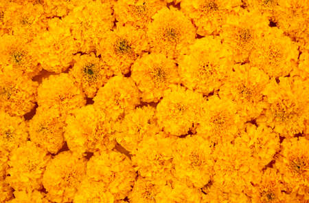 Orange Marigold flower baackground, nature background, spring seasonの写真素材