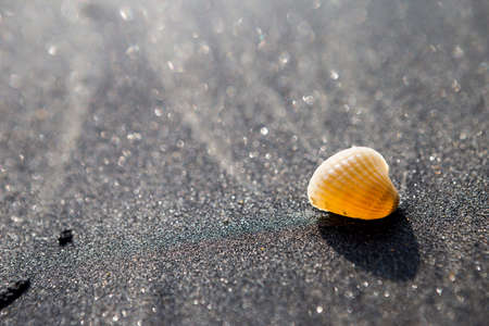Closeup seashell on black sand beach, Nang thong beach in Thailand, selective focus, nature backgroundの写真素材