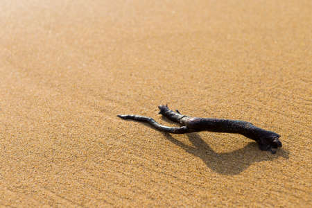 Dry tree branch on sandy beach, outdoor day light, nature backgroundの写真素材