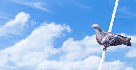 Pigeon on white rope over blurred sky background, banner styleの写真素材