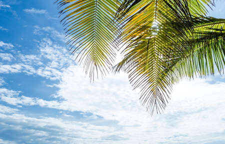 Coconut leaves over sunny summer sky background, nature background, tropical island, summer season, tropical beachの写真素材
