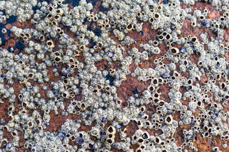 Small seashell attached to the rock, nature textureの写真素材