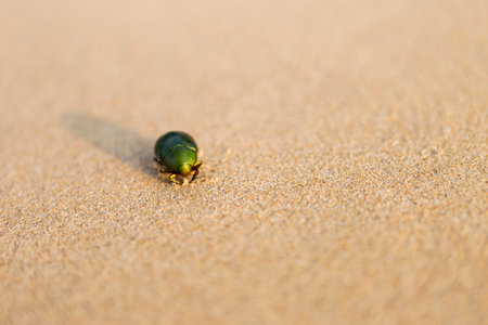 Green beetle on sandy beach, nature backgroundの写真素材