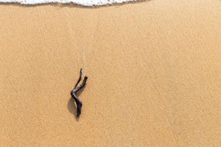 Dry tree branch on sandy beach, outdoor day light, nature backgroundの写真素材