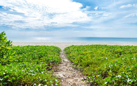 Blue sea and sandy beach with green plant, nature background, tropical island, summer outdoor day lightの写真素材