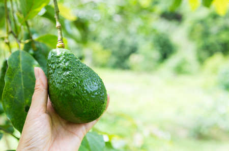 Female farmer hand holding avocado with space on blurred green garden background, organic farming in...