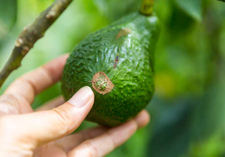 Avocado peel damaged, avocado disease problem, organic farming, female hand holding avocado fruit