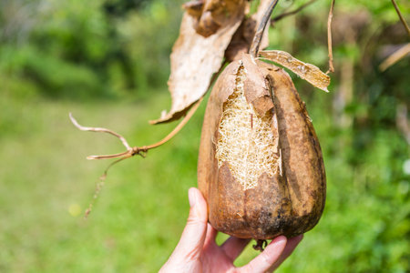 Loofah sponge gourds, organic grow in Thailand, natural spongeの写真素材